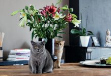 MUSIKZIMMER Bei DJs in Holland zuhause