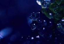 VIDEOPREMIERE Quenum – Ritual