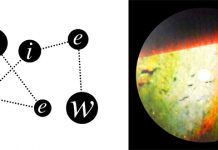 VESTER KOZA Maslo 003 (Maslo 003)