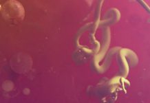 VIDEOPREMIERE Zuckermann – Black Mountain College