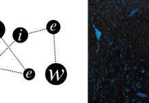 ZENKER BROTHERS Immersion (Ilian Tape)