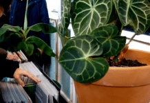 The Breakfast & Vinyl Market