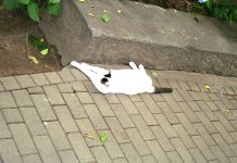 Motherboard: Mai 2020 Cover Motherboard Mai 2020