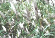 Motherboard: April 2025 Motherboard Header April 2025 by Frank Eckert