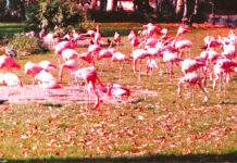 Motherboard: Juni 2025 Motherboard Header Juni 2025 by Frank P. Eckert