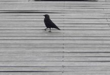 Motherboard: Januar 2026 motherboard januar 2026 eckert