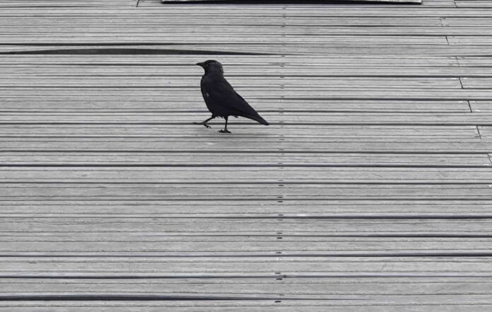 motherboard januar 2026 eckert