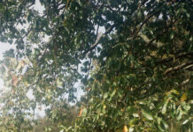 GROOVE Podcast 499 – Baron Von Trax Baron Von Trax (Photo credit: Private)