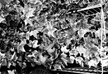 Motherboard: Dezember 2020 Motherboard Header Dezember 2020